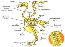 А уж поразительный факт того, что у пингвинов как и у всех птиц есть колени!