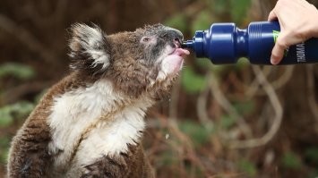 Курица и та пьёт....