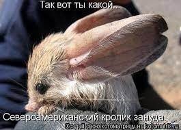 Самый кроличий пост