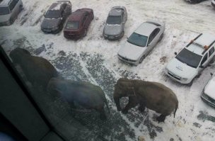 Интересные случаи, которые можно принять за выдумки, если бы не фото в телефоне