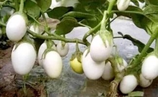 Интересные случаи, которые можно принять за выдумки, если бы не фото в телефоне