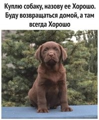 С собакой споришь что ли?
