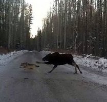 Неожиданная встреча на лесной дороге