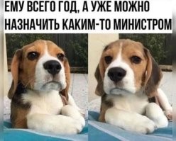 Главное - умение гавкать. Других сук и кобелей в министры не берут.