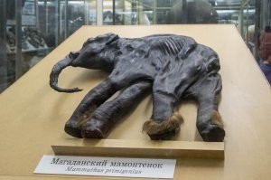 В Канаде нашли мумию мамонтёнка, у которой сохранились шерсть и когти