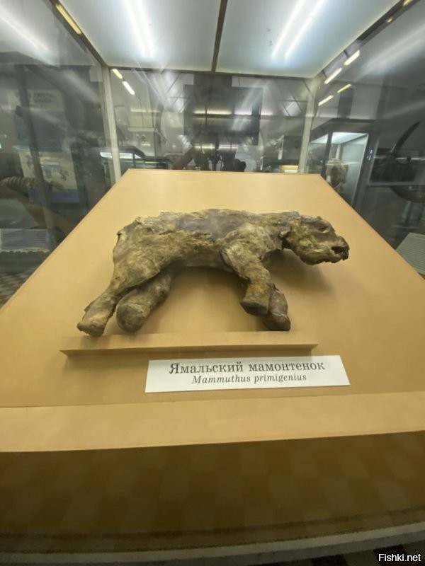 В Канаде нашли мумию мамонтёнка, у которой сохранились шерсть и когти