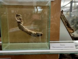 В Зоологическом музее СПб поинтереснее вещи есть!