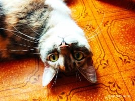 Обожаю котиков!