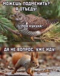 Как атакуют и дерутся разные животные