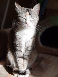 коты наше всё!
