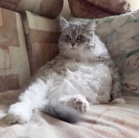 кошка спрашивает, где это?