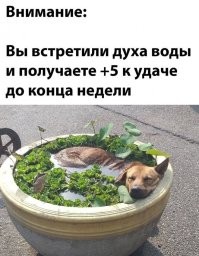 15 летних фотографий с участием кошек и собак