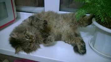 17 трогательных историй, которые докажут, что забота и любовь могут всё