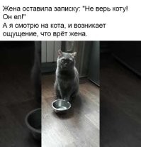 похоже мой кот даже спустя 9 лет всё ещё котёнок....