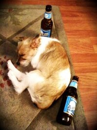 Бухеншнауцер