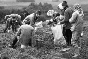 Да и одежда уборщиков картошки совсем другая!:)