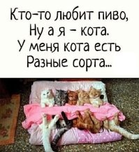 Девушка подобрала кота, который сидел у магазина и выпрашивал внимания