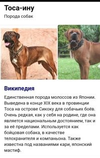 Автор, если бы ты ещё шарил в породах собак.
Ты же тупо скопировал этот пост в другом месте и выложил на фишках.
