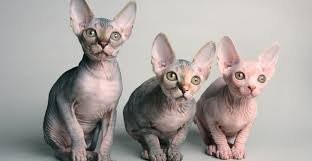 Смотри че творится! котов встригут!