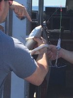 У меня доча так за этих акул переживает , выловлю и показываю ей а она в слезы папа отпусти , папа посмотри какие у нее глазки добрые она к маме с папой хочет , на морду да милые создания и кожа мягкая и шершавенькая .