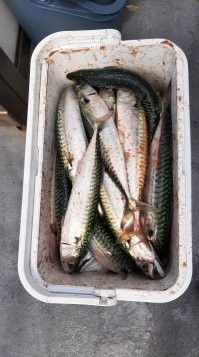 Знакомый просит что бы я не выпускал , обещал показать как в белом вине ее готовить , но от обещал и показал как всегда 3 года проходит , да я еще такой человек который не любит ходить в гости , приглашать люблю а сам не любитель  вот вчера вечером покидал . Вчера на акул времени не было , пошли именно за макрелью , каждый ушел с ящиком это за 2.5 часа почти у береговой линии .