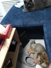 Мой кот не доволен новым жителем семьи