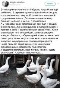 Возникает вопрос - а сколько времени нужно гусям от момента вылупления из яйца и до убоя?
