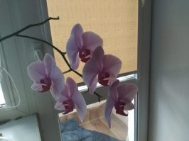 Прекрасные комнатные растения, которые украшают жилое пространство