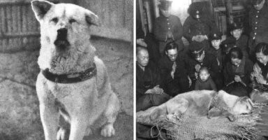 Немного о Хатико:

1. Хатико удостоился памятника при жизни. Памятник открыли 21 апреля 1934 года, Хатико же скончался 8 марта 1935 года.
2. Оригинальный памятник не сохранился, в годы войны его демонтировали и переплавили. Повторно его открыли в 1948 году.
3. Кроме всем известного голливудского фильма, есть ещё японская экранизация "История Хатико" 1987 года. Сюжет фильма максимально близок к реальным событиям, в отличие от американского "по мотивам". 

На фото реальный Хатико -- живой и мёртвый