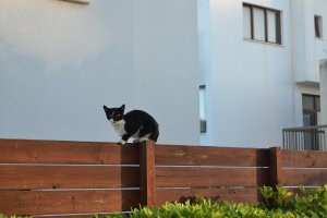 Последний кот-достопримечательность гостиницы, где мы жили на Кипре.