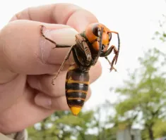 А ещё шершни есть. Вот тот если кусь сделает......