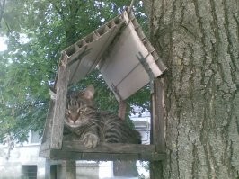 Художник находит фото котов и превращает их в потешные карикатуры