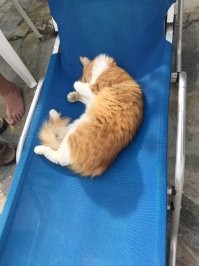 вот этот товарищ каждое утро чилил со мной на лежаке в Пафосе))
P.S. нога не моя))