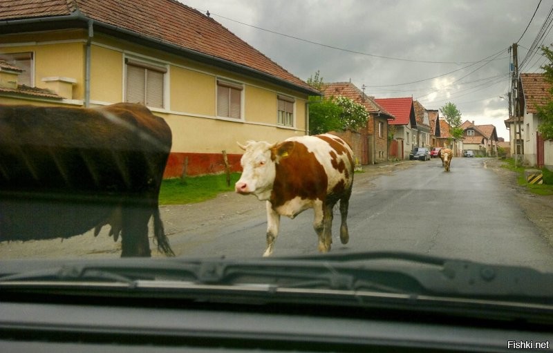 Касаемо животных на улицах - так на Балканах это повсеместно: в Болгарии в кафе коты спят и бои устраивают, в Румынии лошади и коровы по дорогам ходят. Просто люди там к этому спокойно относятся.