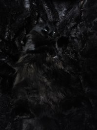 Чёрные коты приносят в дом не несчастья, а только милоту