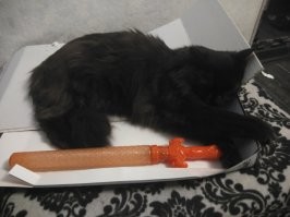 Чёрные коты приносят в дом не несчастья, а только милоту