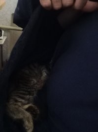Две недели у нас. После пропажи кота, подобрал котенка на улице. Есть пара любимых мест для сна))
На первом еще и тарахтит громко. Второй за пазухой халата.