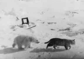 Полярная станция «Мыс Желания», 1972 год