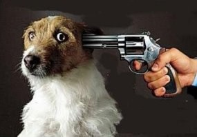 Просто мы не видим с другого ракурса. А, вообще, собакен молодец