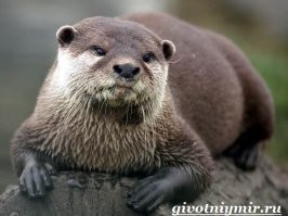 Встречный вопрос: