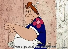 Сурикат приходит в ярость, когда видит веник