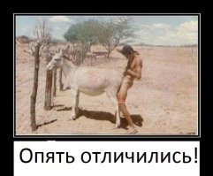 Выпросил: осёл наказал своего обидчика