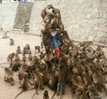 Сотрудники пляжа в Сочи избили белорусского самбиста