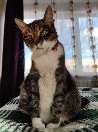 А это мои коти.