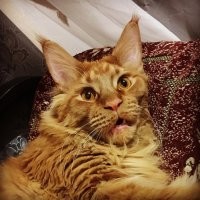 А это мои коти.