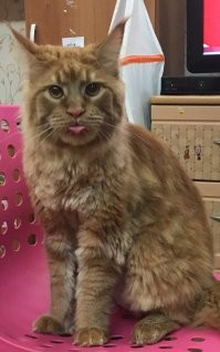 А это мои коти.