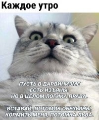 Дикие кошки Австралии