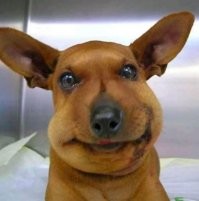 Хорошо не пчелу.