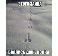 В Пакистане родился козлёнок с самыми длинными ушами в мире