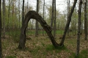 Получается, этому дереву - лет 200. Офигеть как хорошо сохранилось.